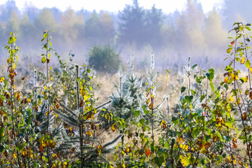 Obraz premium field of flowers