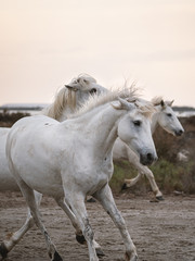 Obraz na płótnie Canvas White horses