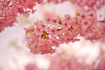 桃色の河津桜