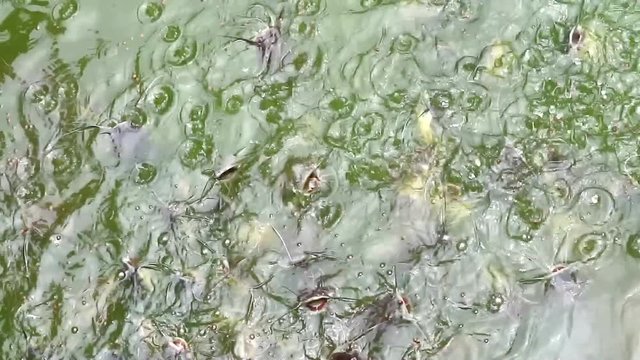 Hundreds of catfish, power, and other fish Scramble to eat food in the lake