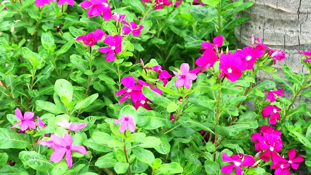 pink magenta madagasca periwinkle, rose periwinkle and green leaves in the garden