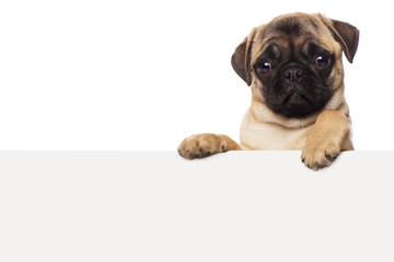 Pug puppy with a sheet of white paper