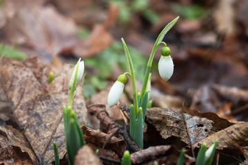 Snowdrop or common snowdrop (Galanthus nivalis) flowers grow among dry foliage.