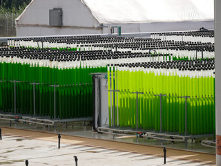algae growing farm