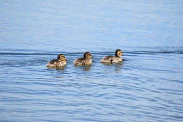Beautiful mallard ducklings swimming in water