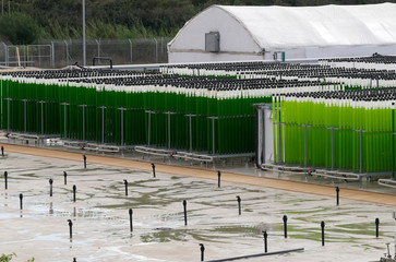 algae growing farm