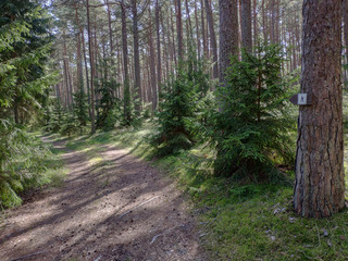 Obraz premium Road trough pine tree forest and walking trail direction sign.