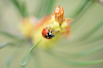 Red ladybug (Coccinellidae) sitting on pine tree macro