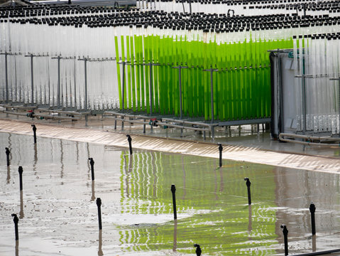 Algae Growing Farm