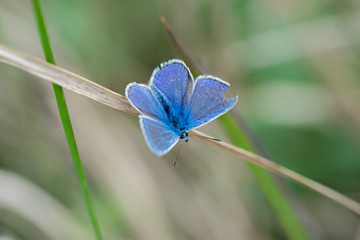 Common blue butterfly (Polyommatus icarus) on a dry straw of grass