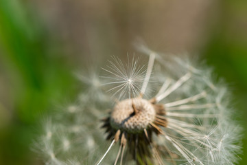 Dandelion with single fluff seed