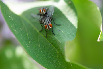 Two flies on a leaf