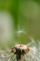 Dandelion with single fluff seed