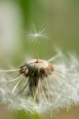 Dandelion with single fluff seed