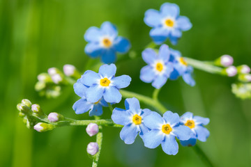 Blue True Forget-Me-Not (Myosotis scorpioides) green background