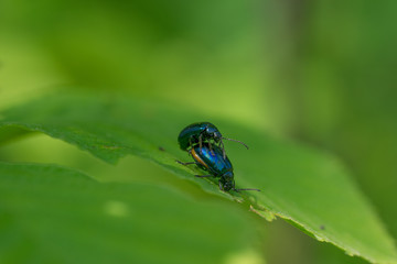 Two alder leaf beetles (Agelastica alni) mating on green leaf