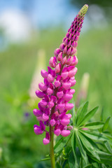 Pink or violet garden lupin (Lupinus polyphyllus) green meadow background
