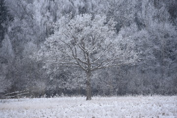 Frosty white oak tree in winter field