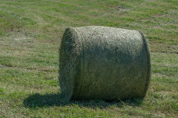 Green hay bale roll in a mown meadow