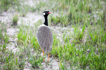 Northern black korhaan