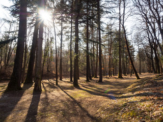 woddland city of Rovereto town in Trentino country Italy