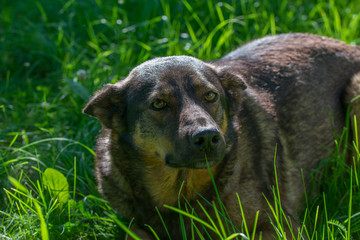 Sad German Shepherd dog laying in green grass