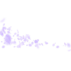 Violet flower petals falling down. Breathtaking ro