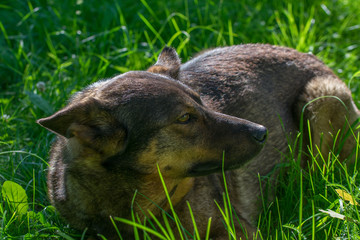 Sad German Shepherd dog laying in green grass