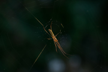 Silver stretch spider on web with dark background