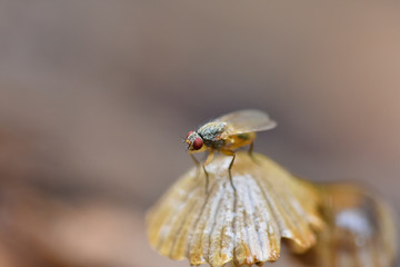 Fly sitting on a small mushroom