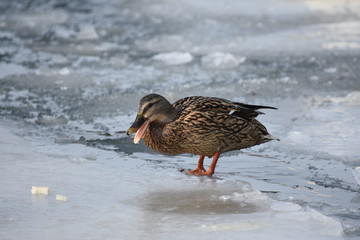 Female mallard duck standing on ice  cold water