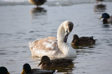 Fototapeta premium Beautiful young white mute swan swimming in icy water with ducks in background