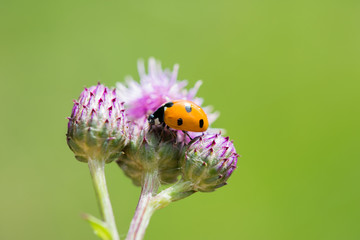 Macro ladybug on blossom of purple knapweed wildflower green background