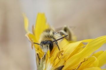 Macro of honey bee resting on yellow flower