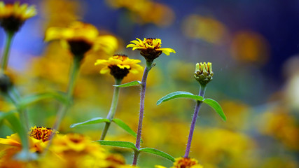 yellow flowers on a green background of blue sky