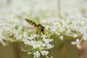 Macro hoverfly on blossoms of white wildflower