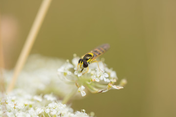 Macro hoverfly on blossoms of white wildflower
