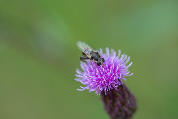 Macro fly on blossom of purple knapweed wildflower