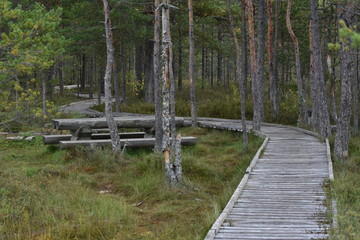 Swamp footbridge through pine forest with resting place table in background