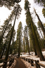 Path through Sequoia National Park in California, United States.