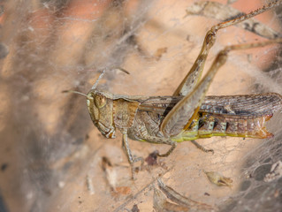 Brown grasshopper caught in a spiders web