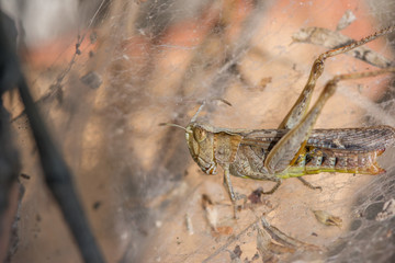 Brown grasshopper caught in a spiders web