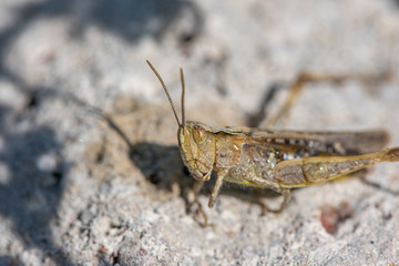 Macro of brown grasshopper on rock