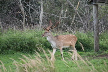 Naklejka na ściany i meble Beautiful male fallow deer standing in green grass