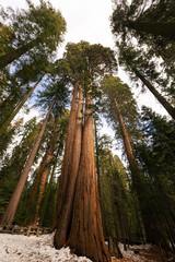 Fototapeta na wymiar Sequoias in Sequoia National Park, California, United States.