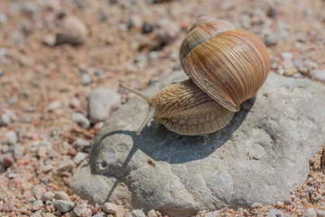 Burgundy snail (Helix pomatia) crawling on a rock