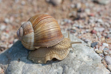 Burgundy snail (Helix pomatia) crawling on a rock