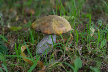 Boletus mushroom with white stem in green grass