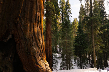Sequoias in Sequoia National Park, California, United States.