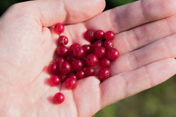 Human holding fresh red currant (Ribes rubrum) berries in palm
